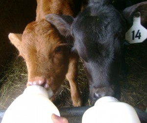 Two Bottle Calves