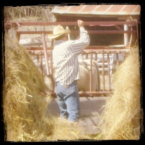 Rancher Applying A Brand