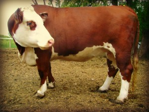 Dorothy the hereford cow, summer 2012