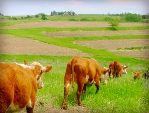 Our First Calf Heifers, Purchased in 2008