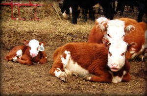 Dorothy Family Portrait, yearling April 2009