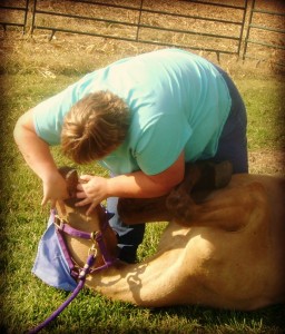 Checking the Horse's Teeth