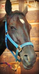 Happy Horse in a Clean Stall